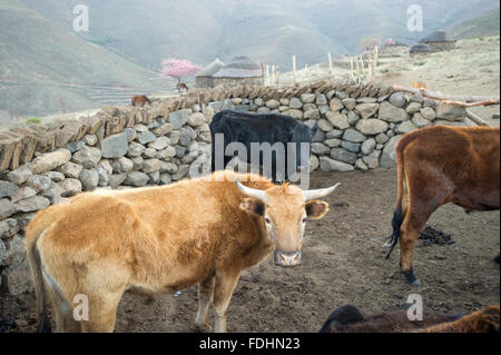 Rinder in einem steinernen Kral in einem Dorf in Lesotho, Afrika Stockfoto