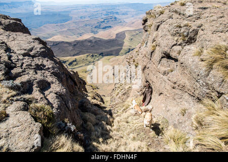 Hirte mit seinen Hunden auf felsigem Gelände in Lesotho, Afrika Stockfoto
