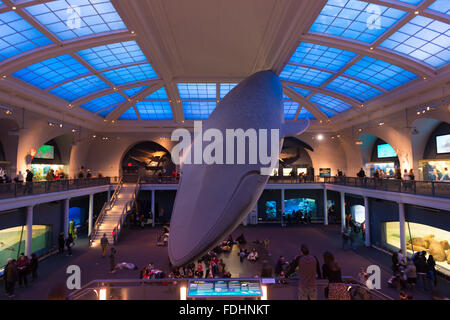 Blauwal anzeigen in Halle Meeresbewohner, American Museum of Natural History, New York City Stockfoto