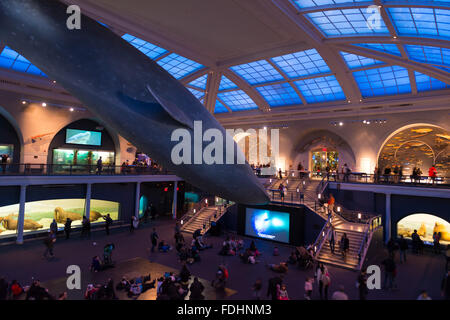 Blauwal anzeigen in Halle Meeresbewohner, American Museum of Natural History, New York City Stockfoto