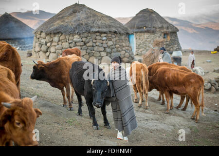 Kleiner Junge mit seiner Rinder in einem Dorf in Lesotho, Afrika in eine Decke gehüllt Stockfoto