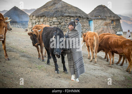 Kleiner Junge mit seiner Rinder in einem Dorf in Lesotho, Afrika in eine Decke gehüllt Stockfoto