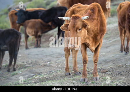 Rinder in einem Dorf in Lesotho, Afrika Stockfoto