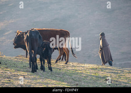 Kleiner Junge mit seiner Rinder in einem Dorf in Lesotho, Afrika in eine Decke gehüllt Stockfoto