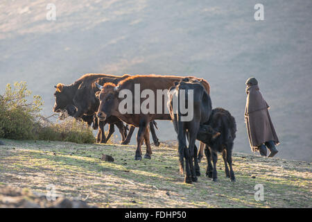 Kleiner Junge mit seiner Rinder in einem Dorf in Lesotho, Afrika in eine Decke gehüllt Stockfoto