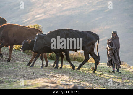 Kleiner Junge mit seiner Rinder in einem Dorf in Lesotho, Afrika in eine Decke gehüllt Stockfoto