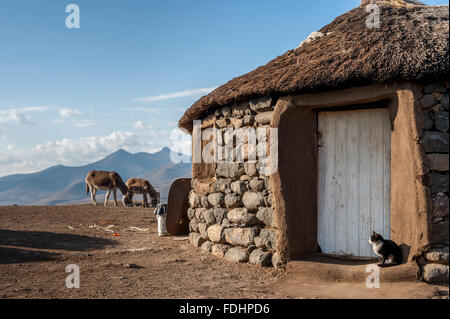 Dorf-Hütte mit einer Katze auf der Veranda und 2 Esel Weiden in Lesotho, Afrika Stockfoto