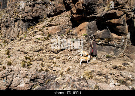 Hirte mit seinen Hunden auf felsigem Gelände in Lesotho, Afrika Stockfoto