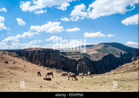 Schafe weiden auf den Berggipfeln in Somenkong, Lesotho, Afrika Stockfoto