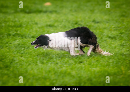 Border-Collie läuft bei den International Sheep Dog Trials in Moffat, Schottland. Stockfoto