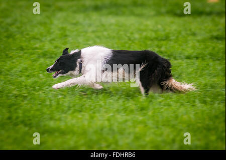 Border-Collie läuft bei den International Sheep Dog Trials in Moffat, Schottland. Stockfoto