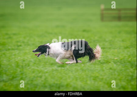 Border-Collie läuft bei den International Sheep Dog Trials in Moffat, Schottland. Stockfoto