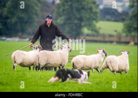Ein Shepherd und Border Collie bei den International Sheep Dog Trials in Moffat, Schottland Schafe hüten. Stockfoto