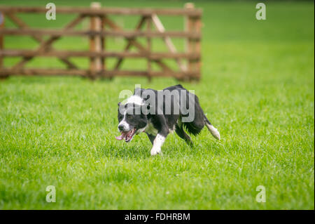 Border-Collie läuft bei den International Sheep Dog Trials in Moffat, Schottland. Stockfoto