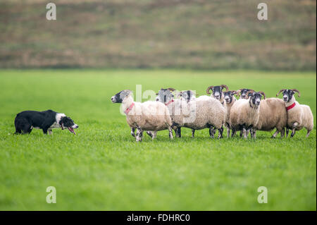 Border Collie bei International Sheep Dog Trials in Moffat, Schottland Schafe hüten. Stockfoto