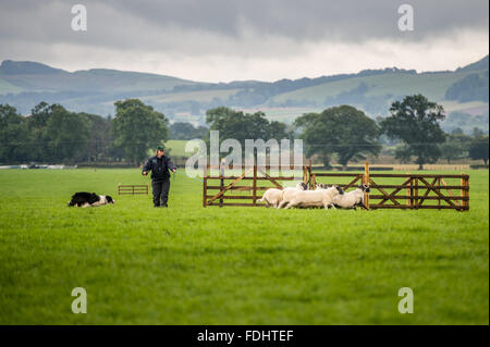 Ein Shepherd und Border Collie bei den International Sheep Dog Trials in Moffat, Schottland Schafe hüten. Stockfoto