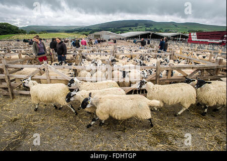 Stifte von Mule Gimmer Lämmern bei Hawes Auktion Mart in Yorkshire, England. Stockfoto