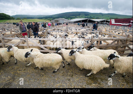 Stifte von Mule Gimmer Lämmern bei Hawes Auktion Mart in Yorkshire, England. Stockfoto