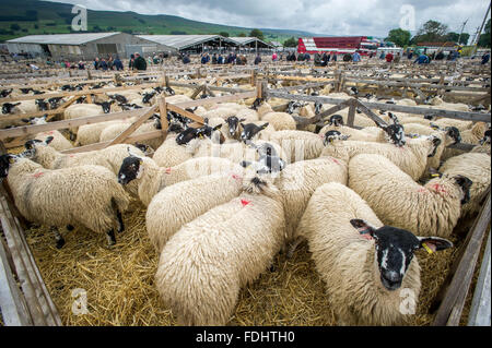 Stifte von Mule Gimmer Lämmern bei Hawes Auktion Mart in Yorkshire, England. Stockfoto