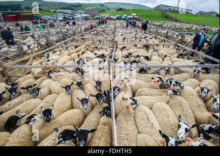 Stifte von Mule Gimmer Lämmern bei Hawes Auktion Mart in Yorkshire, England. Stockfoto