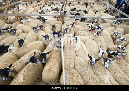 Stifte von Mule Gimmer Lämmern bei Hawes Auktion Mart in Yorkshire, England. Stockfoto