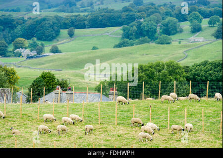 Maultier Gimmer Lämmer Weiden in Yorkshire, England, UK. Stockfoto