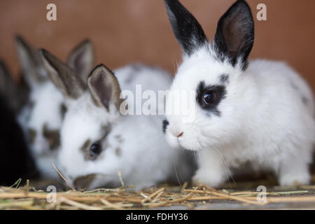 Junge Kaninchen füttern Stroh in den Käfig. Kleine lustige Häschen Ostern-Hintergrund Stockfoto