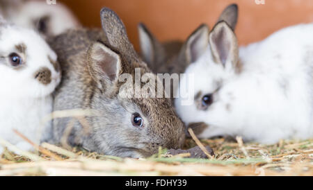 Junge Kaninchen füttern Stroh in den Käfig. Kleine lustige Häschen Ostern-Hintergrund Stockfoto