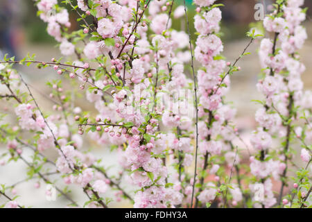 Blühende Sakura-Baum im Frühlingspark. Rosa Blüten von blühenden Kirsche Baum Stockfoto