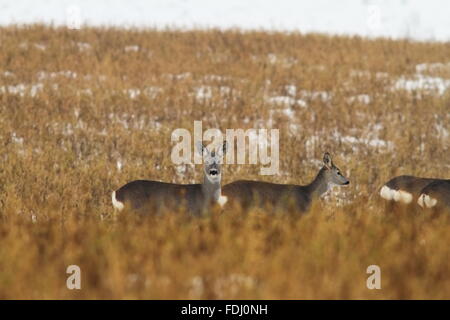 Herde Rehe in verblichenen Winter Feld (Capreolus Capreolus) Stockfoto