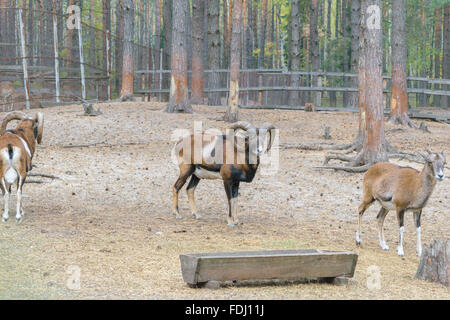 Mufflons (Ovis Gmelini, Ovis Orientalis) im Wald Stockfoto