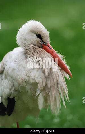 Close-up Storch Porträt auf grünem Hintergrund Stockfoto