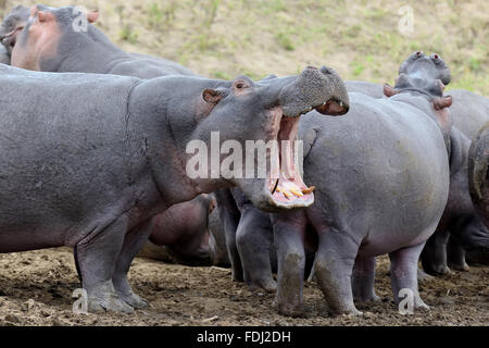 Nilpferd-Familie (Hippopotamus Amphibius) außerhalb des Wassers, Afrika Stockfoto