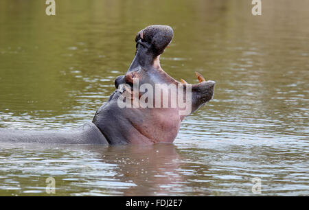 Nilpferd-Familie (Hippopotamus Amphibius) im Wasser, Afrika Stockfoto