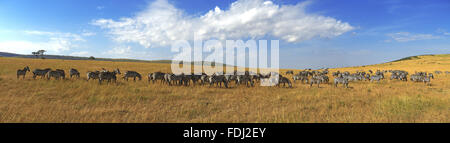 Zebras in einer Reihe zu Fuß in der Savanne in Afrika. Nationalpark Masai Mara in Kenia Stockfoto