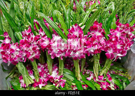 Orchideen zum Verkauf auf dem Pak Khlong Talat Blumenmarkt. Bangkok, Thailand. Stockfoto