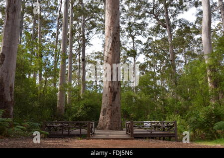 Dave Evans Bicentennial Baum in Warren National Park, Australien Stockfoto