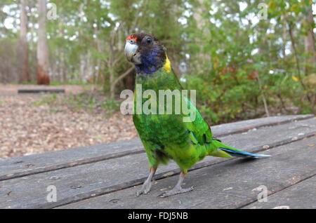 Ein australisches Ringneck Papagei auf einem Picknick-Tisch im Gloucester Tree Klettern im Gloucester National Park, Australien Stockfoto