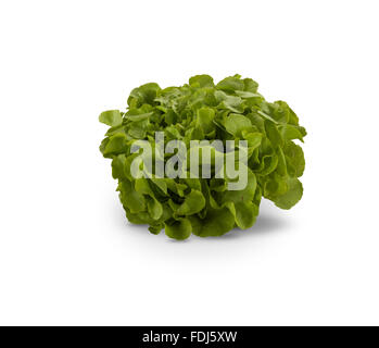 Salat, isoliert auf weißem Hintergrund Stockfoto