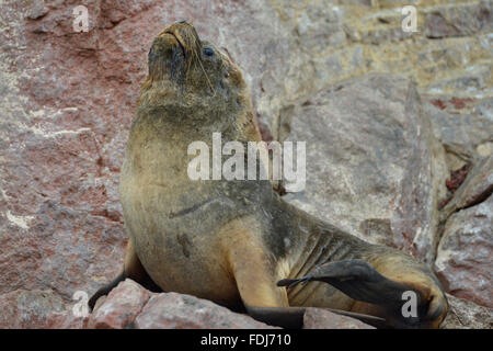 Seelöwen, Ballestas Inseln Paracas, Peru. Stockfoto