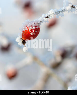 Gefrorene Hagebutte mit Eis bedeckt Stockfoto