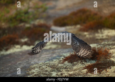 Großen grau-Eule / Bartkauz (Strix Nebulosa) in Jagd Flug nah über Moos und Flechten bedeckt Boden, niedrige Vegetation. Stockfoto