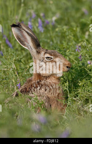 Braune Hare / Europäische Hasen / Feldhase (Lepus Europaeus) sitzen in hoher Vegetation, isst aus Getreide Unkraut sieht ziemlich lustig. Stockfoto