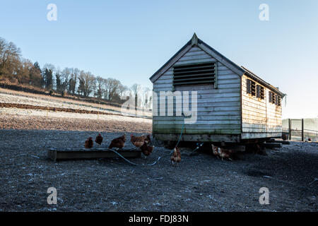 Hühnerstall auf einem Bauernhof in Freilandhaltung Stockfoto