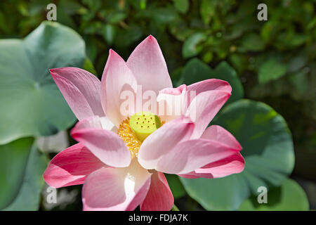 Nahaufnahme einer wunderschönen Lotusblume (Nelumbo nucifera), die in einem Garten wächst. Bangkok, Thailand. Stockfoto