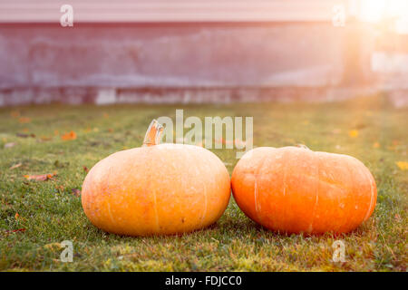 Im Herbst Kürbisse mit Ahorn Blätter auf dem grünen Rasen. Leuchtend orange Gemüse nach der Herbsternte. Props für die Halloween Stockfoto