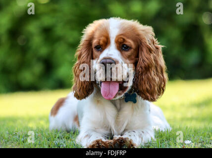 Kopfschuss von eine orange roan Cocker Spaniel in den Blumen Stockfoto