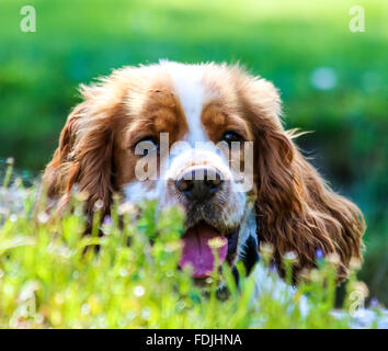 Kopfschuss von eine orange roan Cocker Spaniel in den Blumen Stockfoto