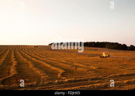 Getreideernte. Sonnenuntergang Stockfoto