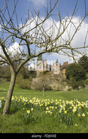 Eine fröhliche Darstellung der Narzissen im Garten in Chartwell, Kent. Ursprünglich ein viktorianisches Herrenhaus, Philip Tilden ein 20. Jahrhundert-Haus für Sir Winston Churchill, der hier von 1922 bis 1964 lebte. Stockfoto